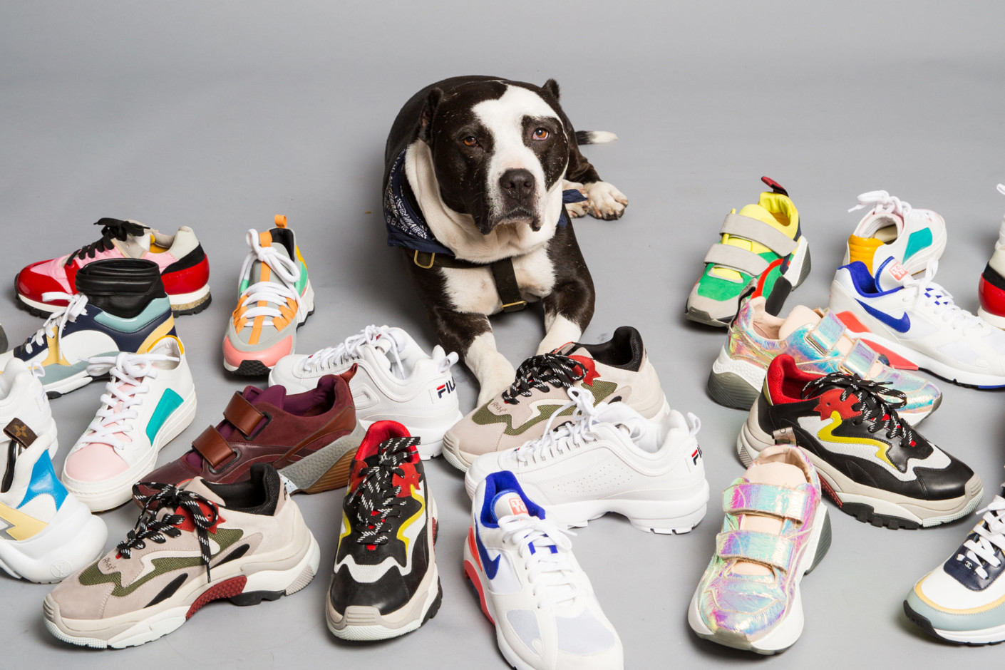 sneakers with dogs