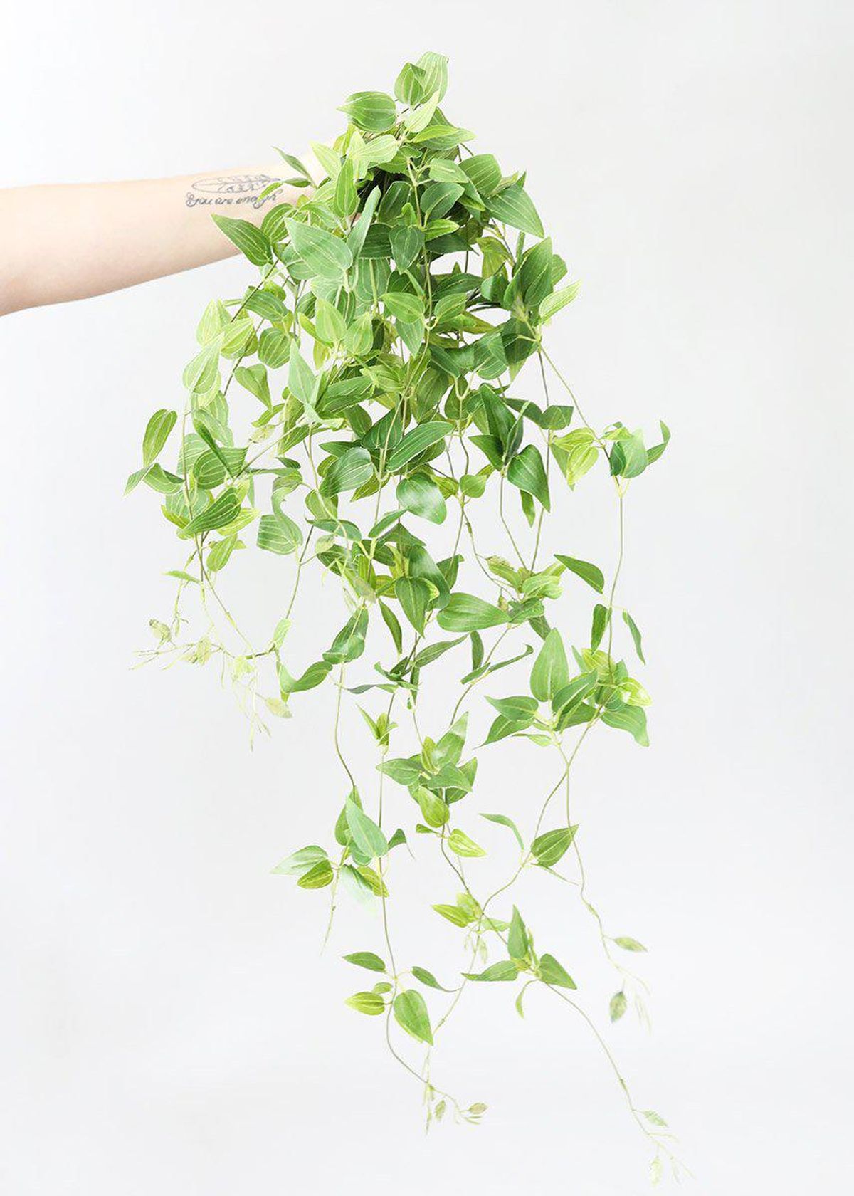 Afloral Hangin House Plant