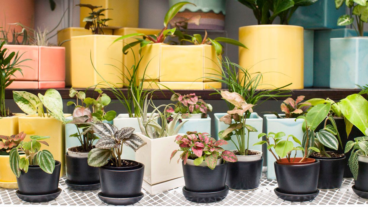 air purifying plants