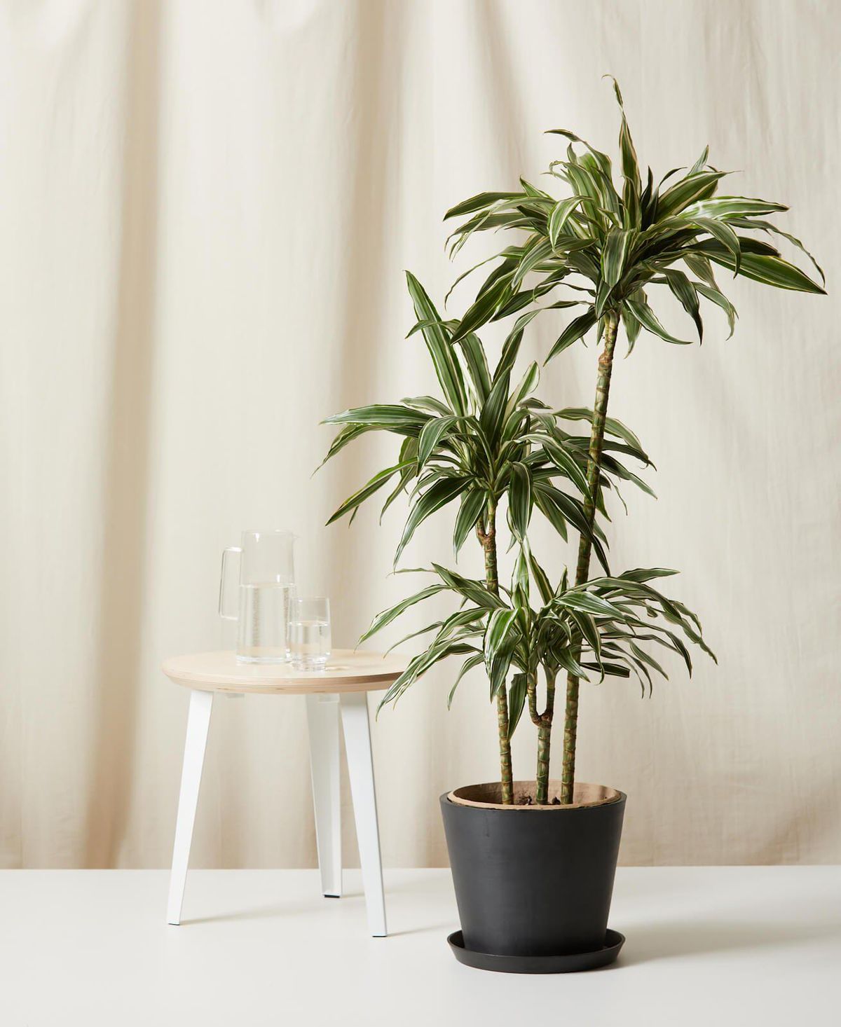 bloomscape dracaena warneckii