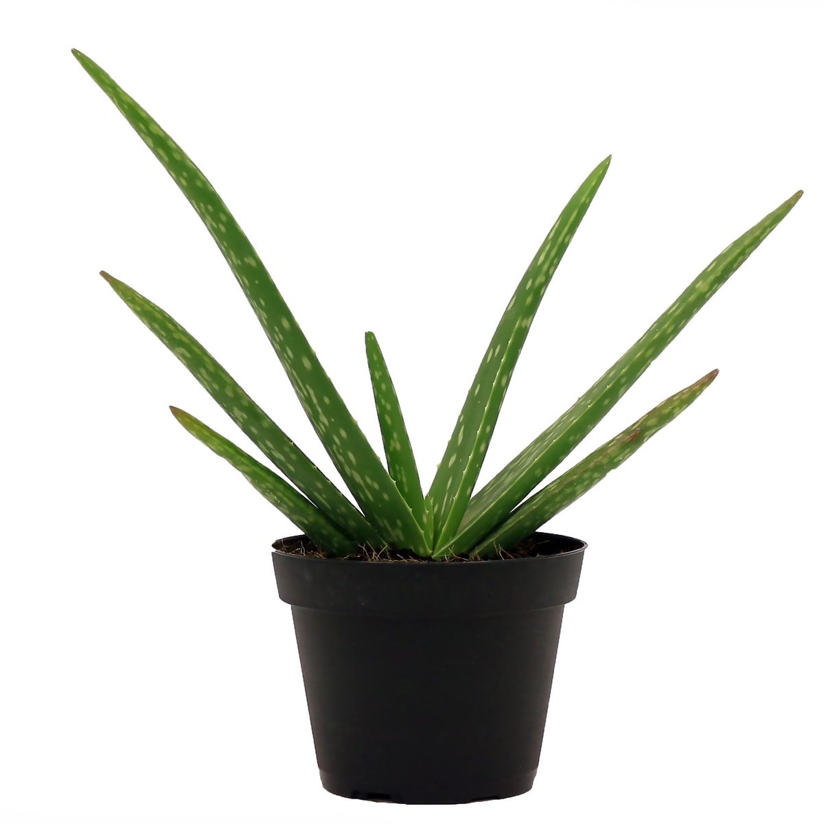 costa farms live indoor tall aloe vera succulent plant