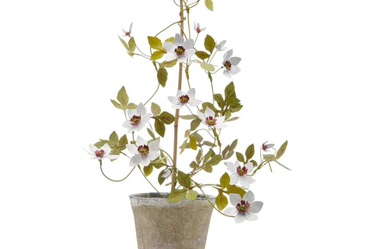 erbavoglio milano clematis copper flower pot