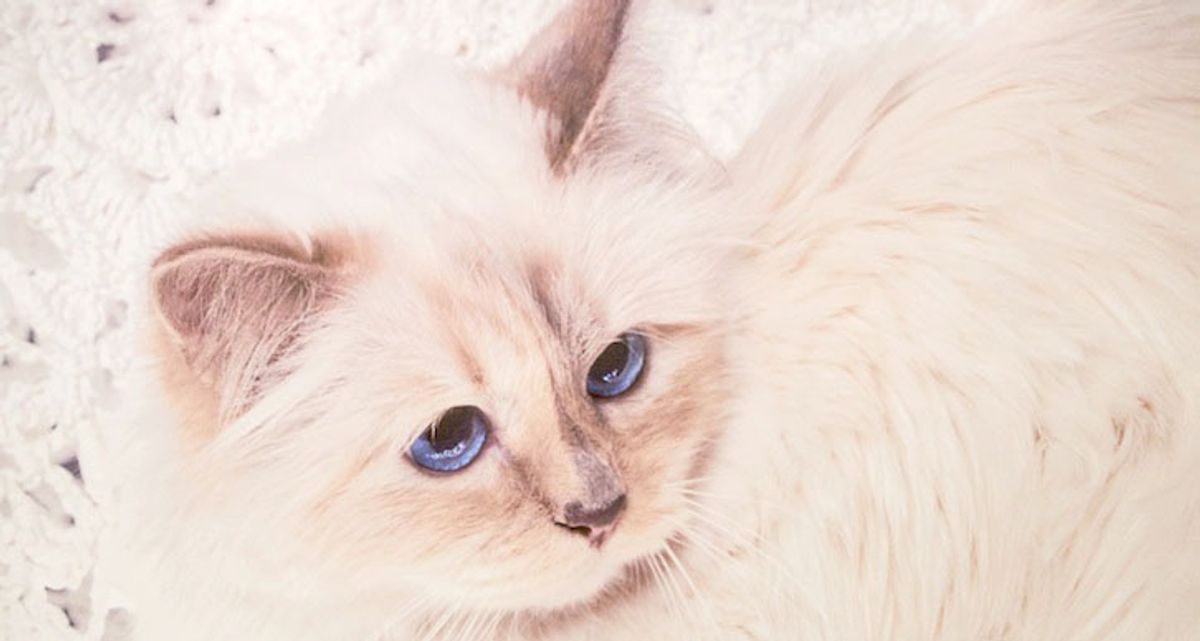 Live from Karl Lagerfeld's iPad Mini: Choupette!