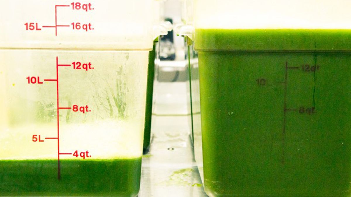 truth about celery juice trend