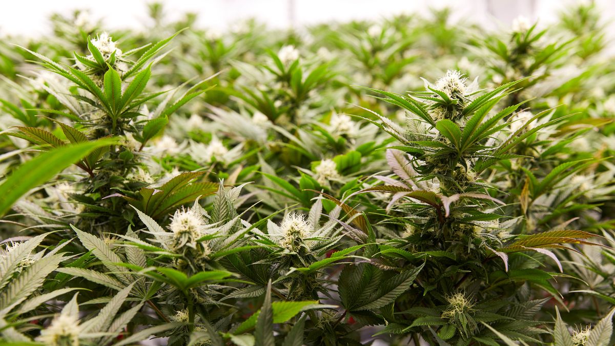 coveteur women in cannabis weekend