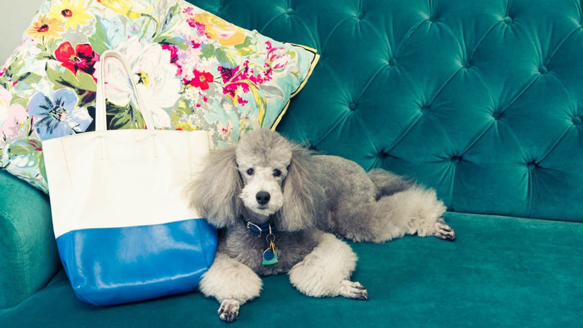 wellness industry now targeting pets