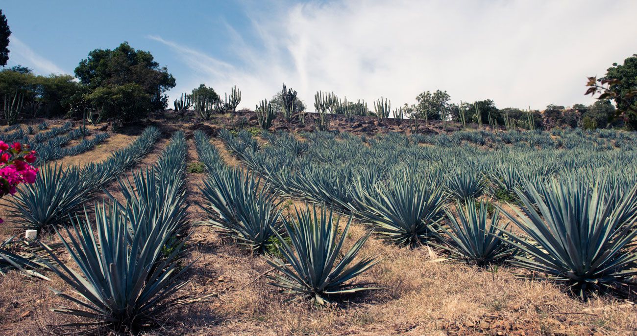 agave good for you