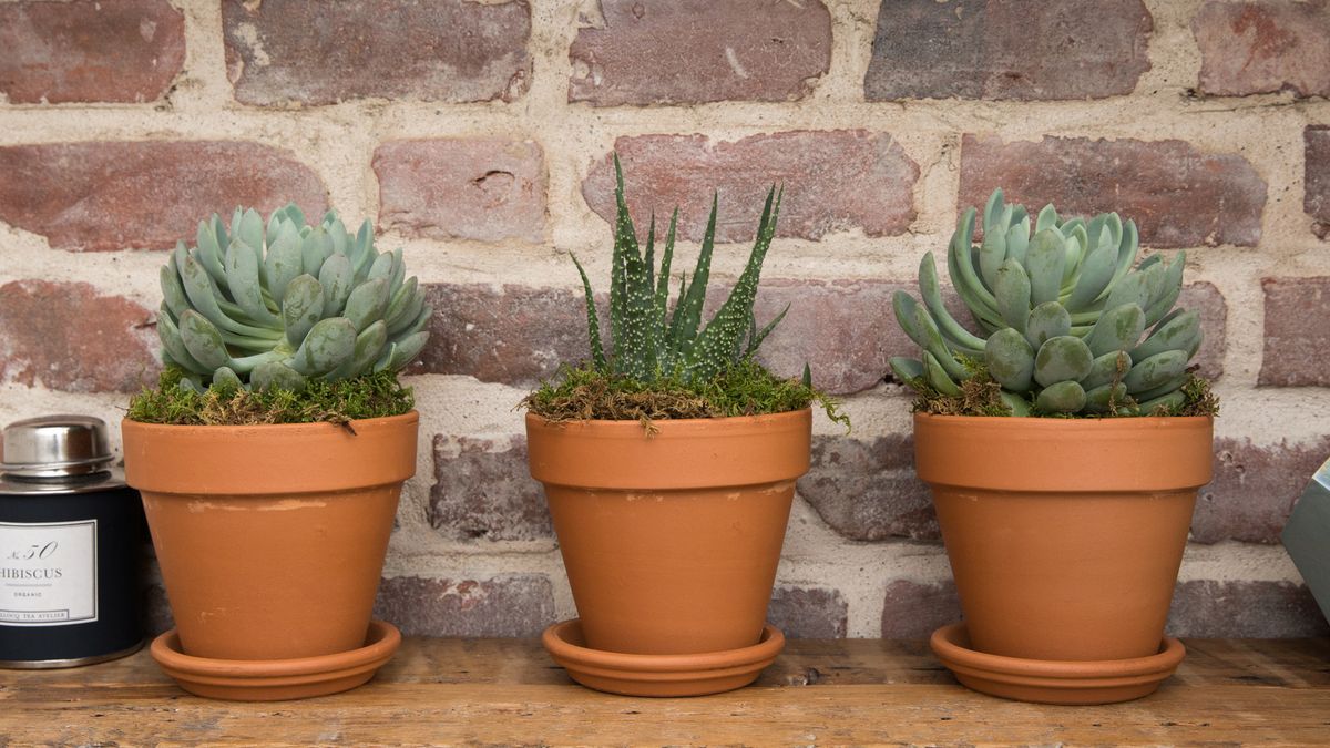 how to care for indoor plants