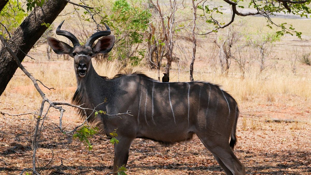botswana