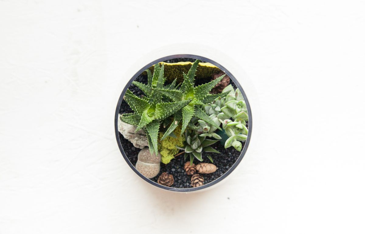 How to Make Your Own Terrarium in 9 Steps