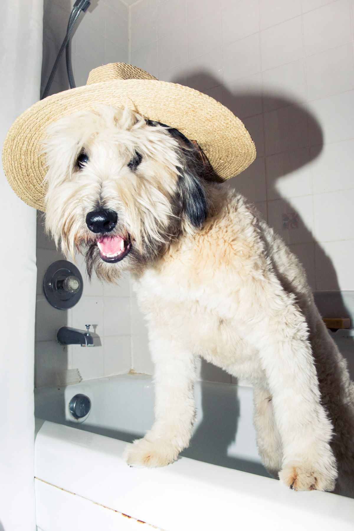 Walter The Whoodle
