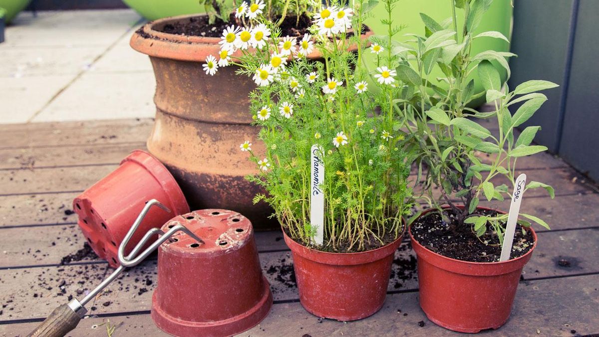 container garden