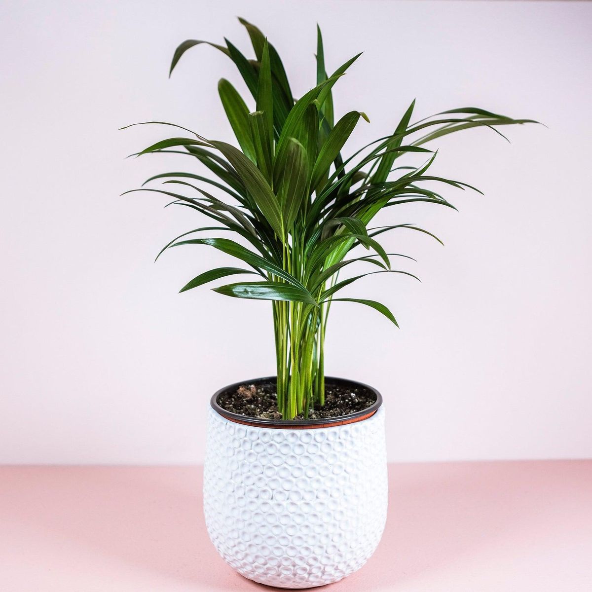 fern plant shop areca palm