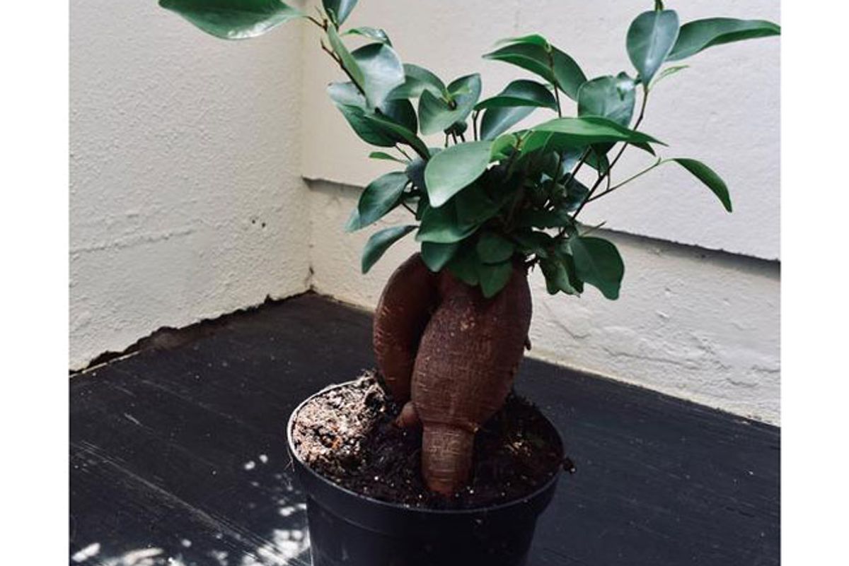 hey botany ficus microcarpa ginseng bonsai