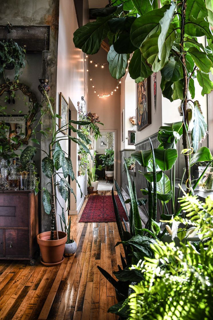 Houseplant Care Advice From Hilton Carter