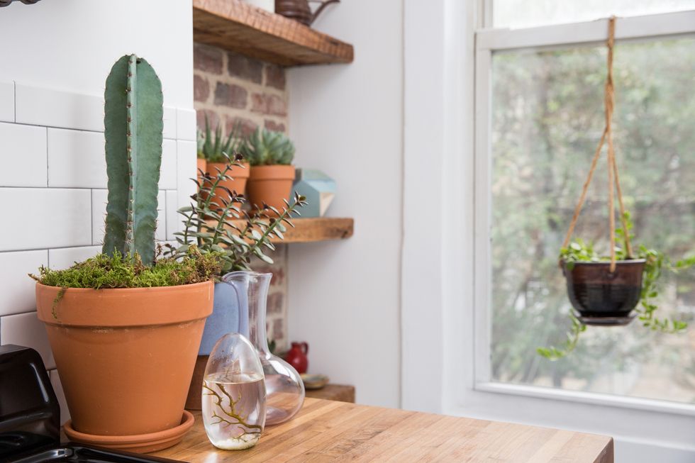 how to care for indoor plants