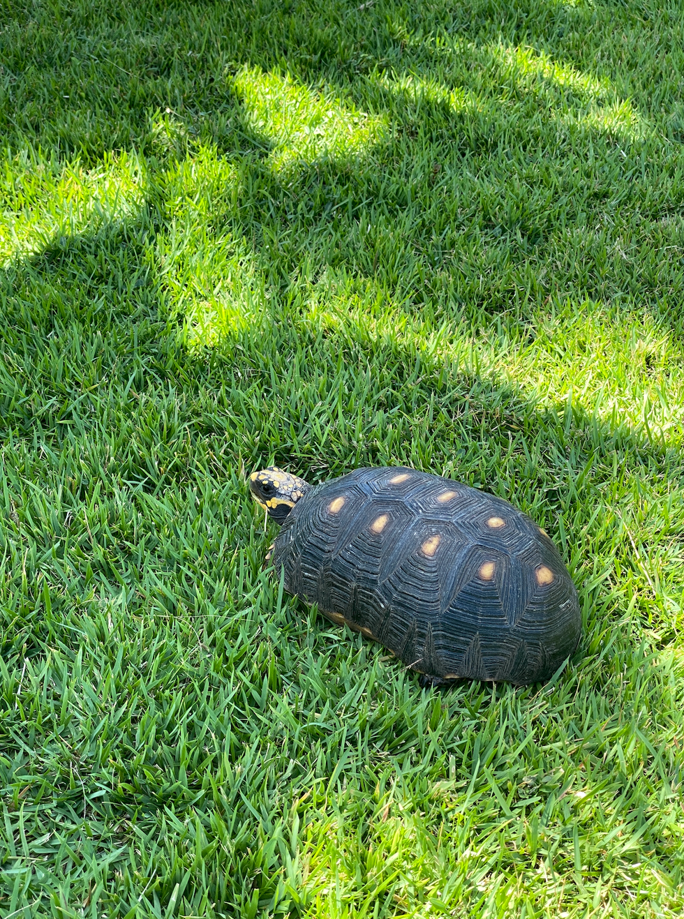 image of a turtle on the propertyy