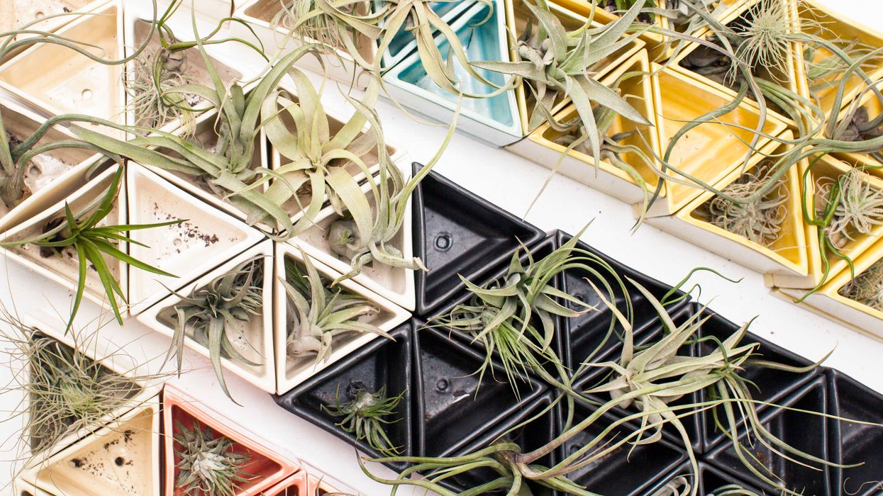 How a Downtown Plant Shop is Inspiring Green Thumbs Everywhere via Instagram