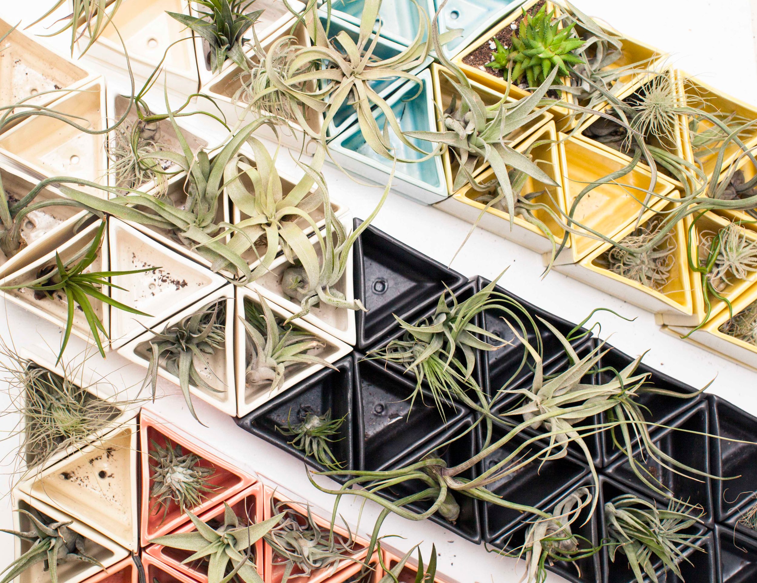 How a Downtown Plant Shop is Inspiring Green Thumbs Everywhere via Instagram