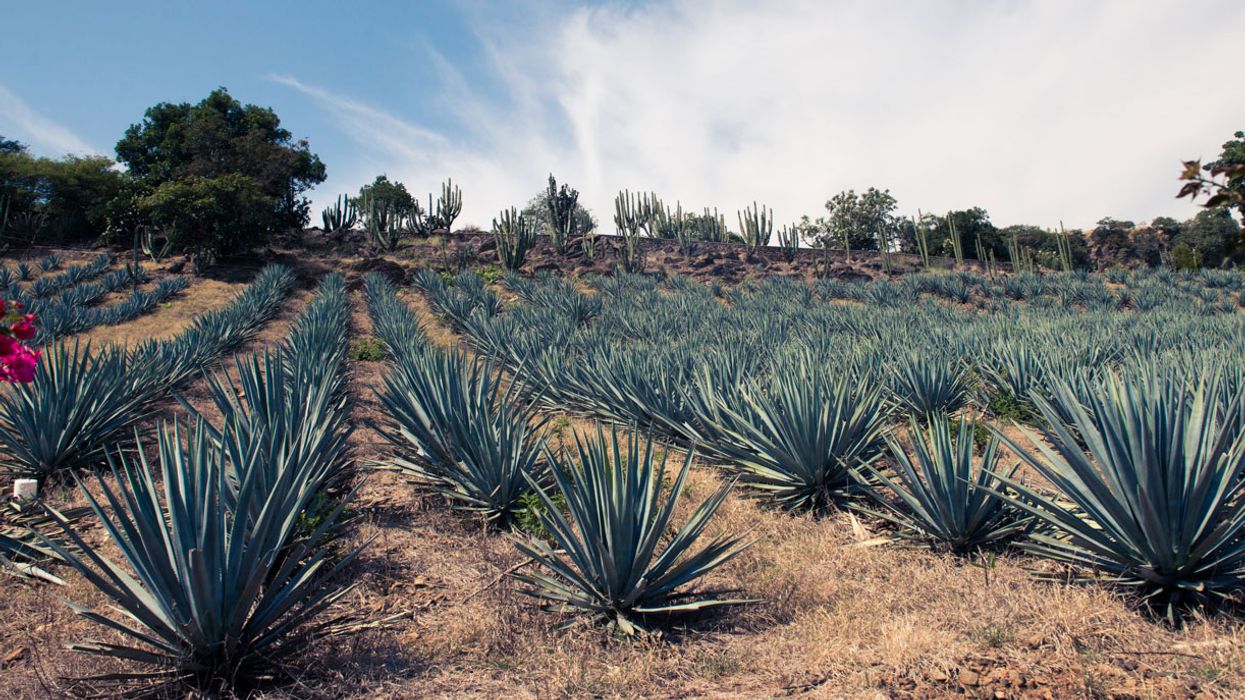 Stop Everything: Turns Out Agave Is Not That Good For You