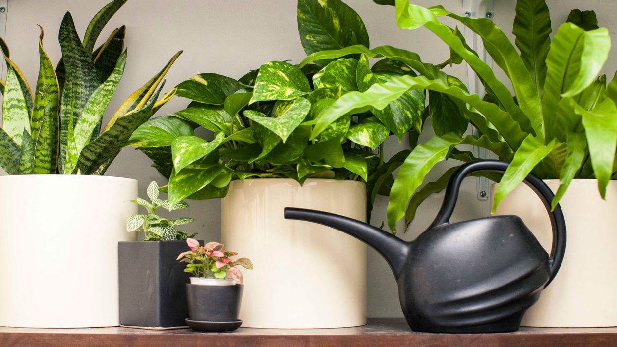Pretty Houseplants That Even *You* Can’t Kill