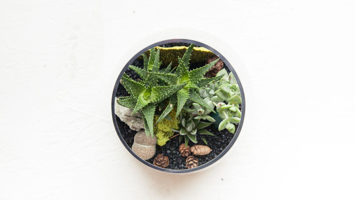 How to Make Your Own Terrarium in 9 Steps