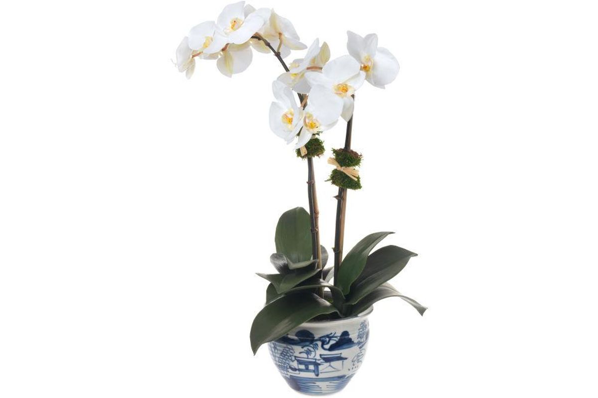 x Diane James Double White Orchid