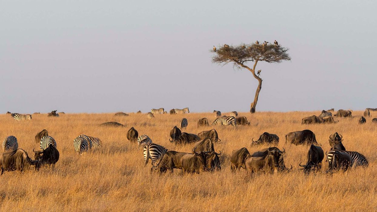 A Beginner's Guide to Planning a Safari in Kenya