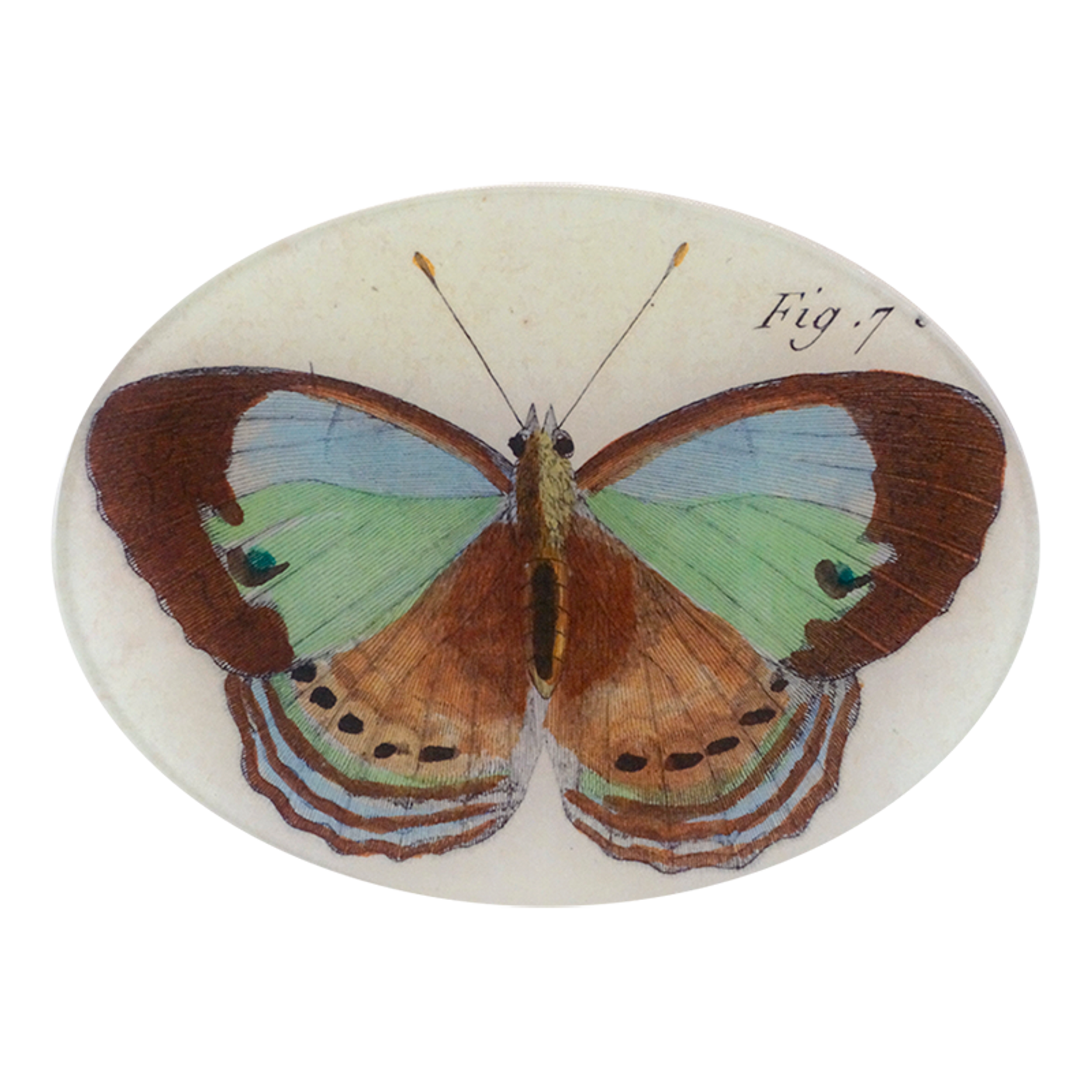 Fig. 7 Bis Butterfly