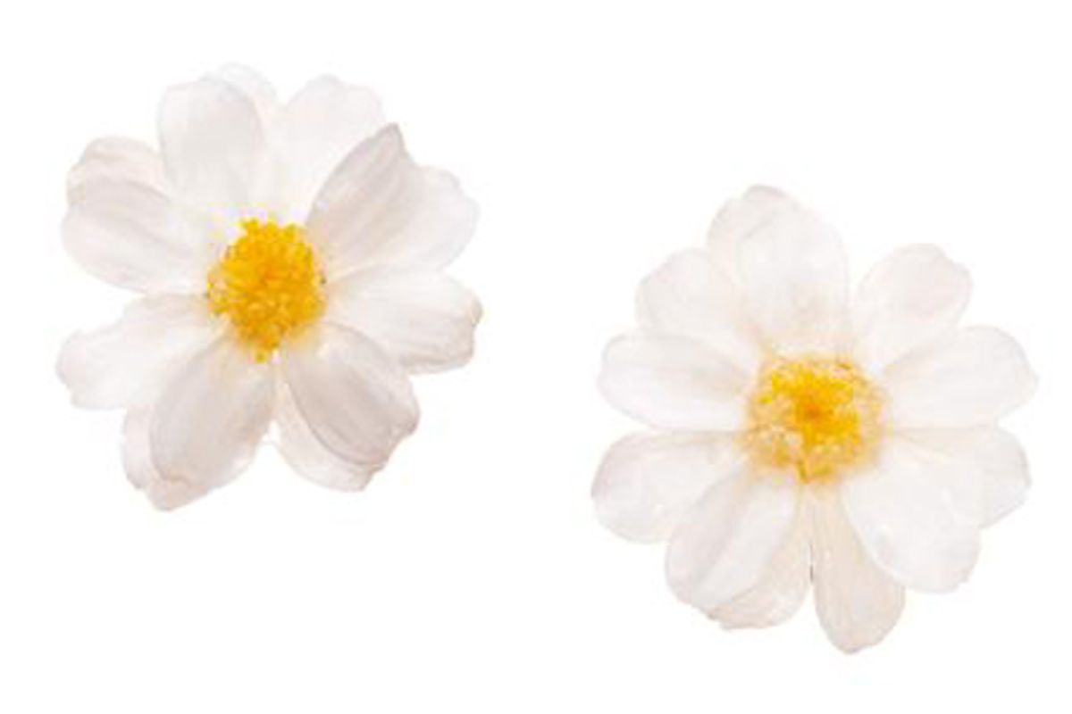 immany real flower paris daisy stud earrings