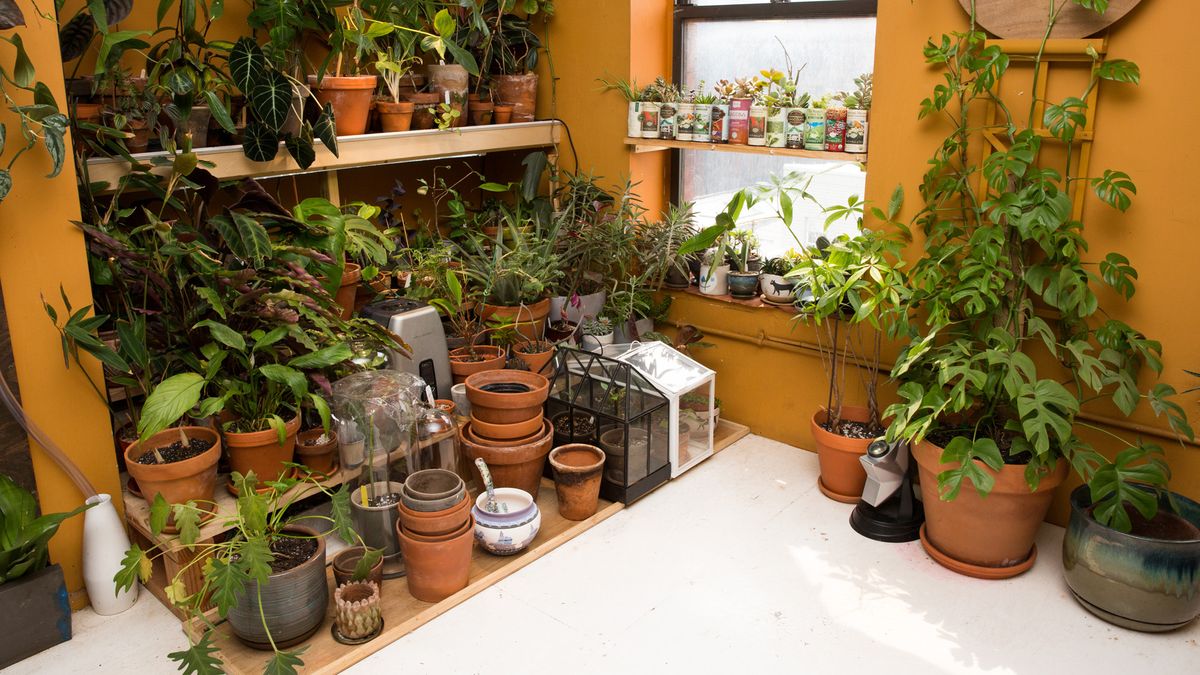 indoor houseplants do not purify the air