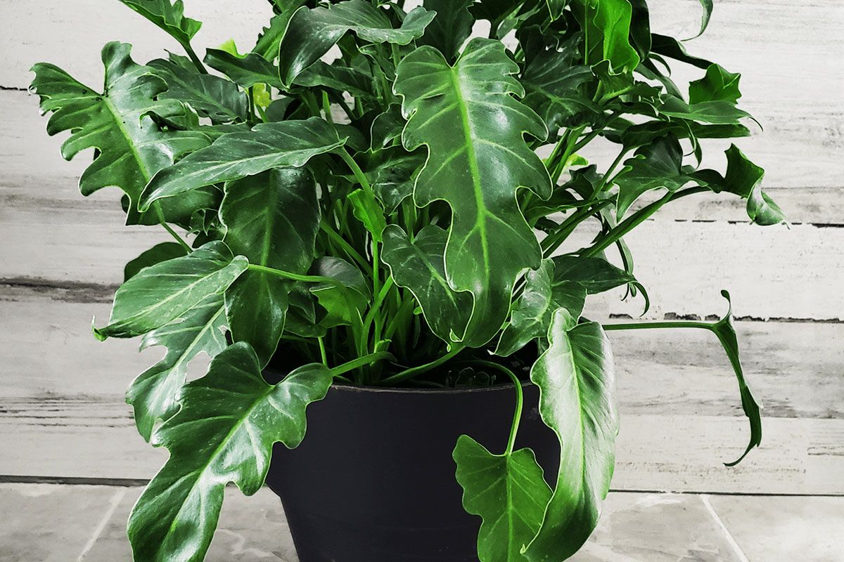 leaf me philodendron xanadu