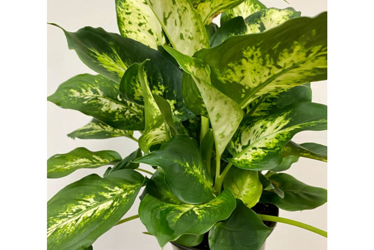 light and love dieffenbachia compacta