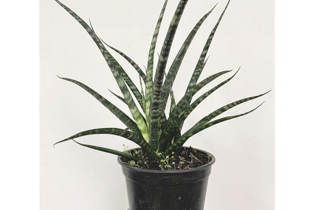 light and love sansevieria fernwood