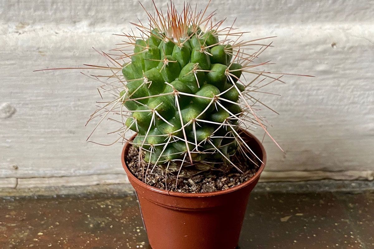 planting with p mini cactus