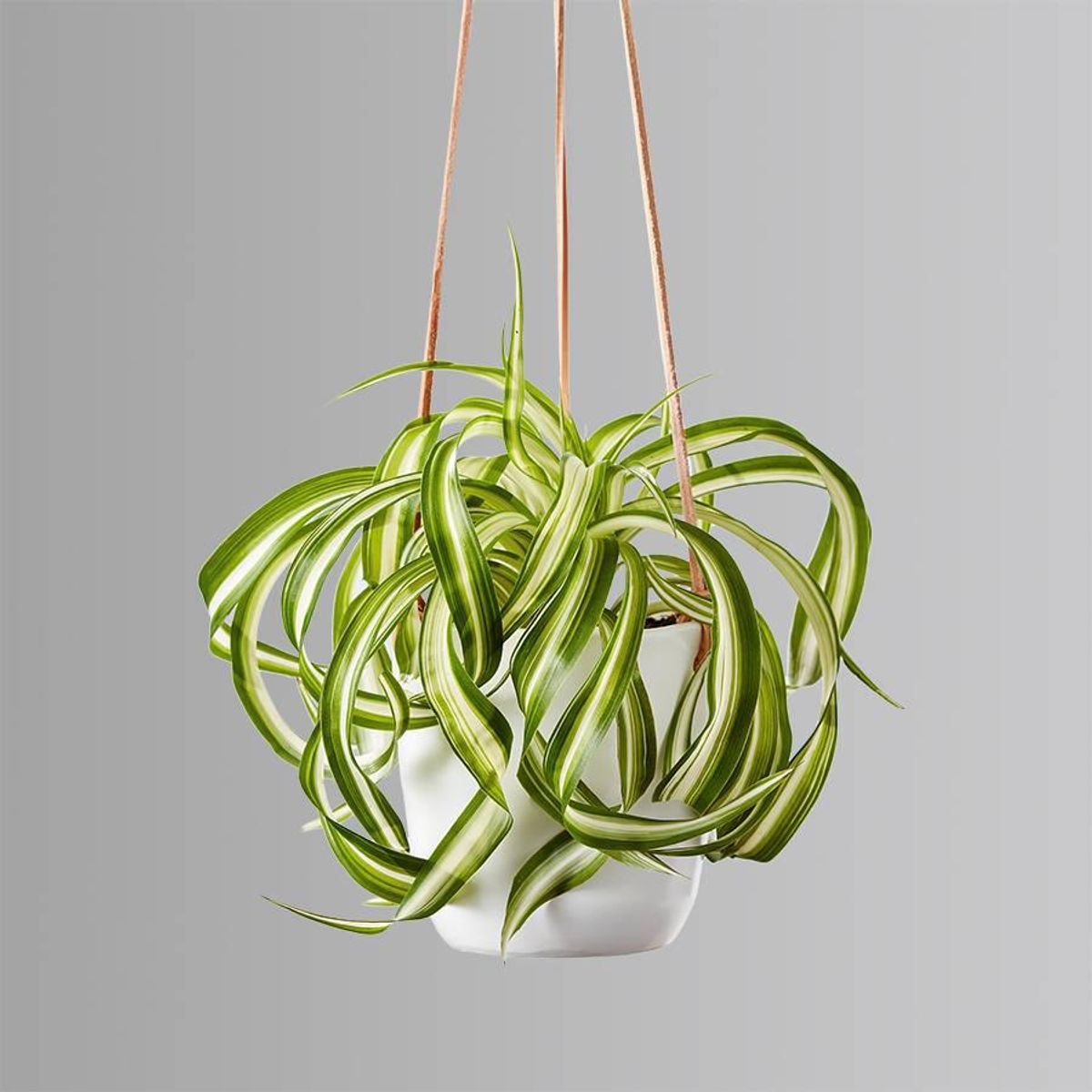 plants dot com spider plant