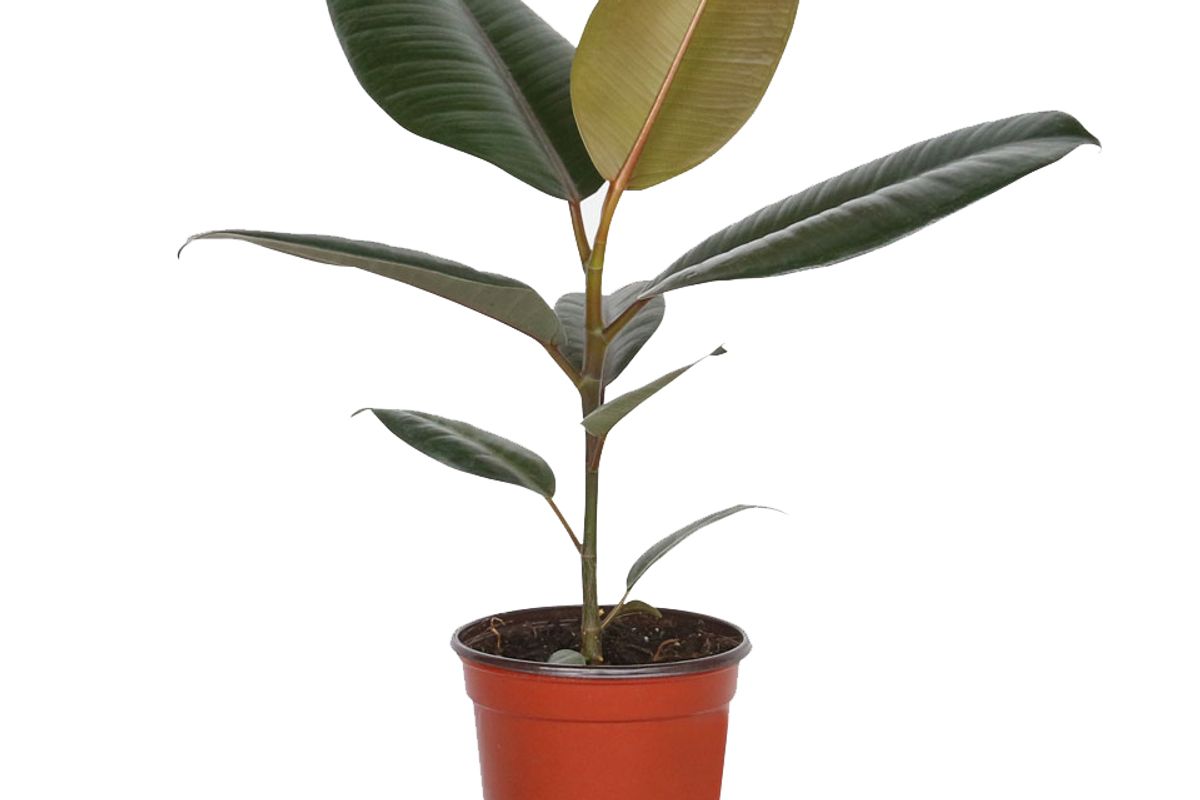 plantshed piccolo rubber tree plant
