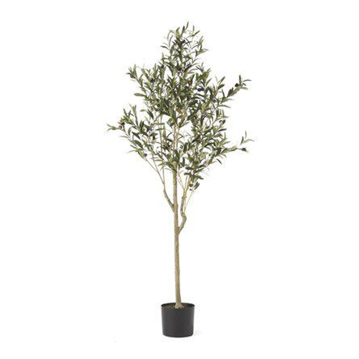Primrue Olive tree