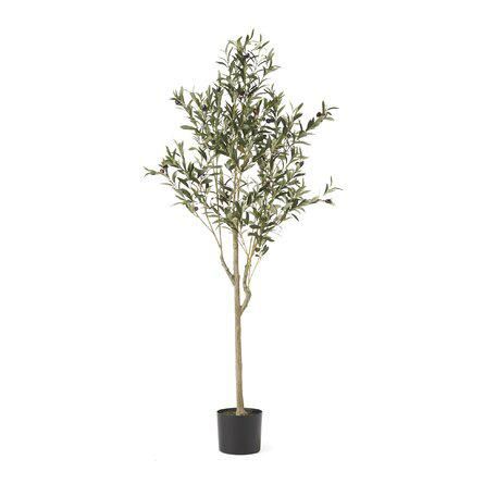 Primrue Olive tree 