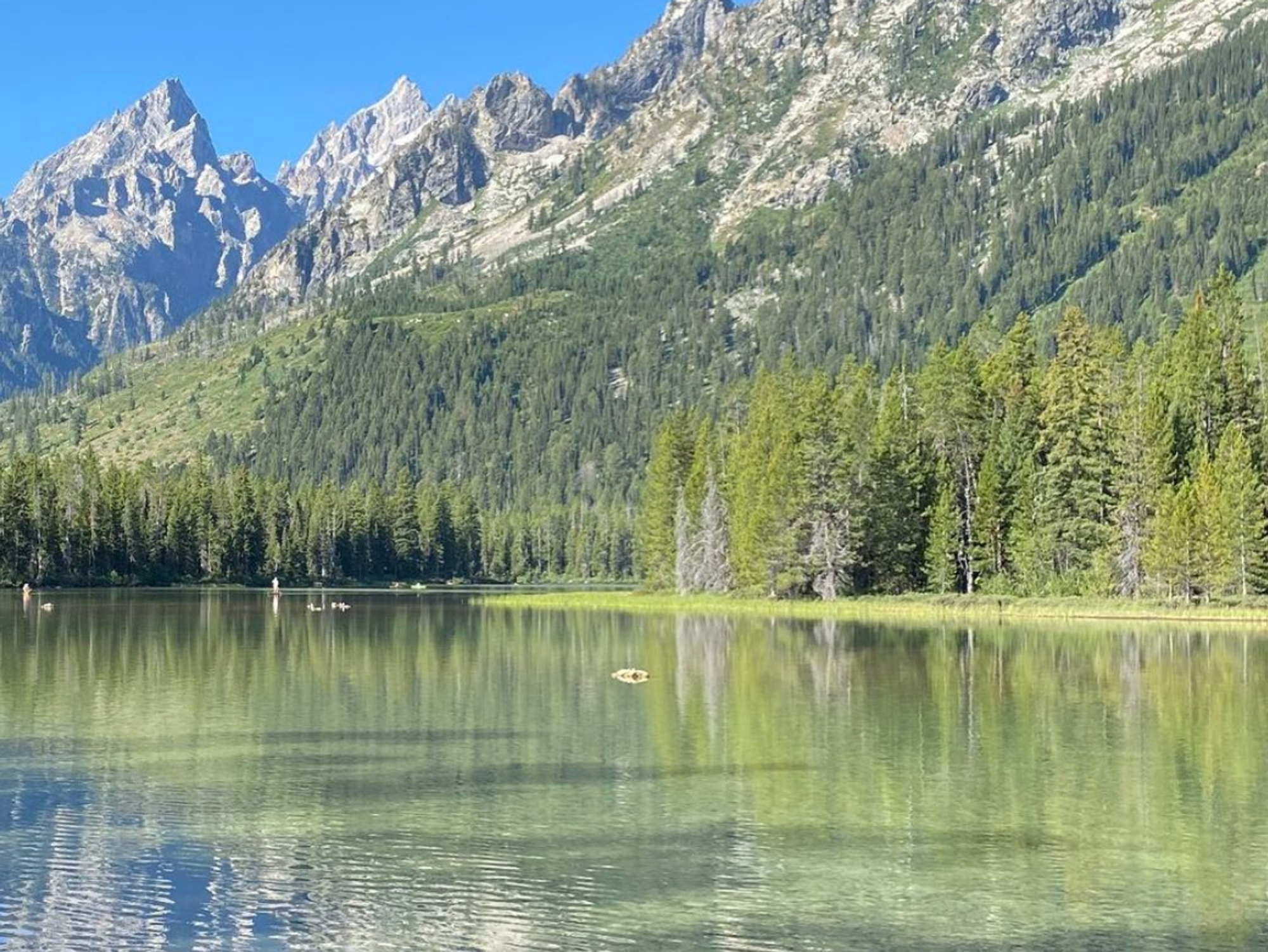 rambutan skin benefits