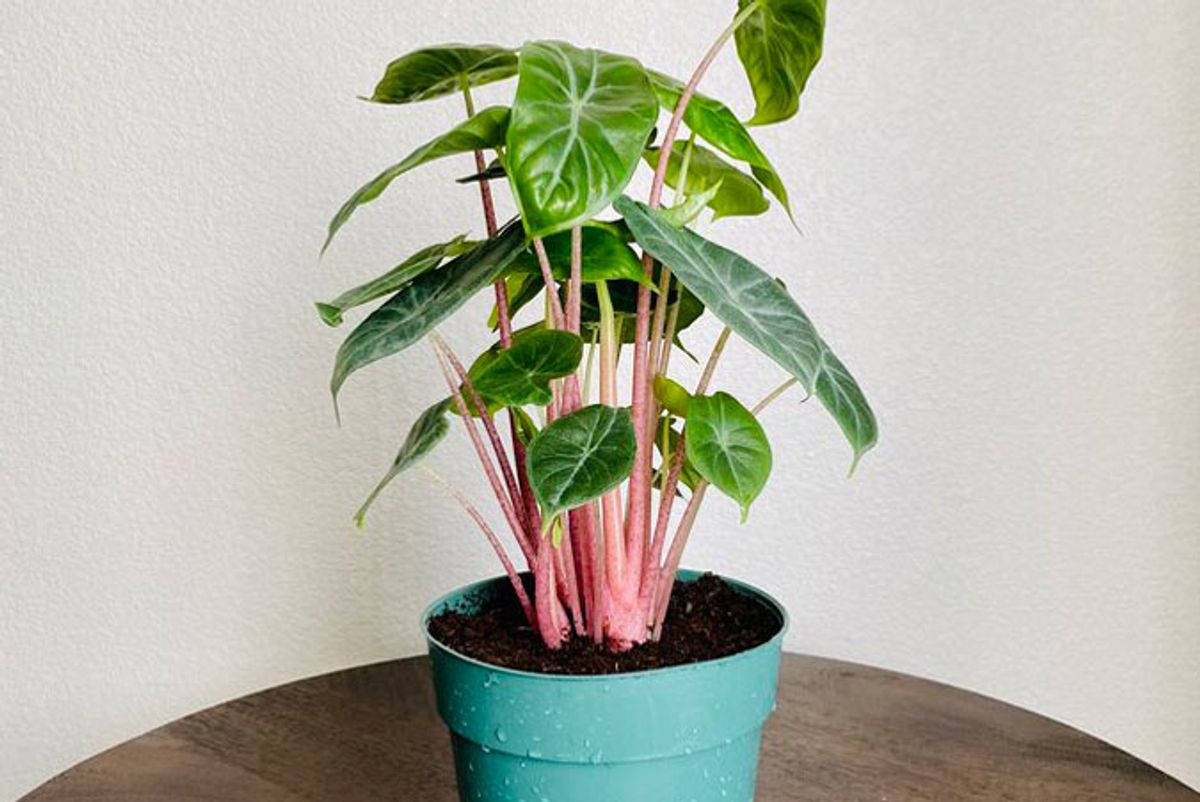 revive and bloom alocasia ivory coast