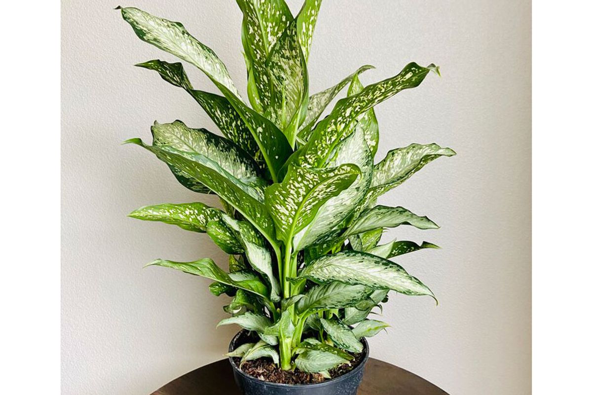 revive and bloom dieffenbachia tiki