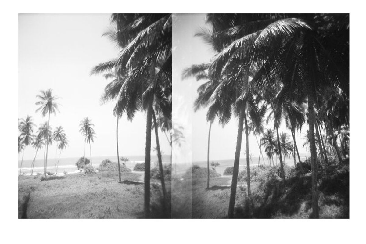 robert malmberg palm trees sri lanka print