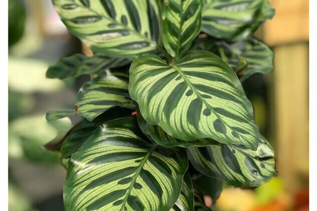 tennessee tropicals calathea makoyana