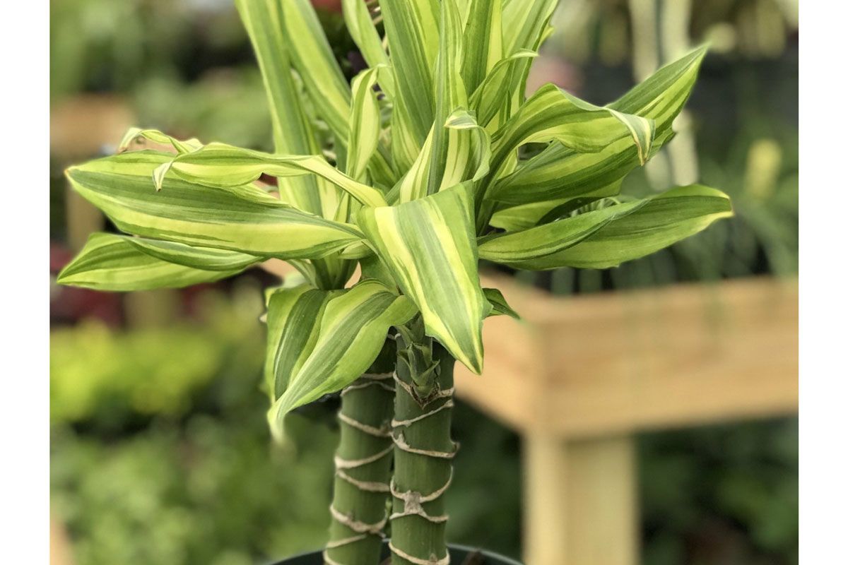 tennessee tropicals dracaena sole