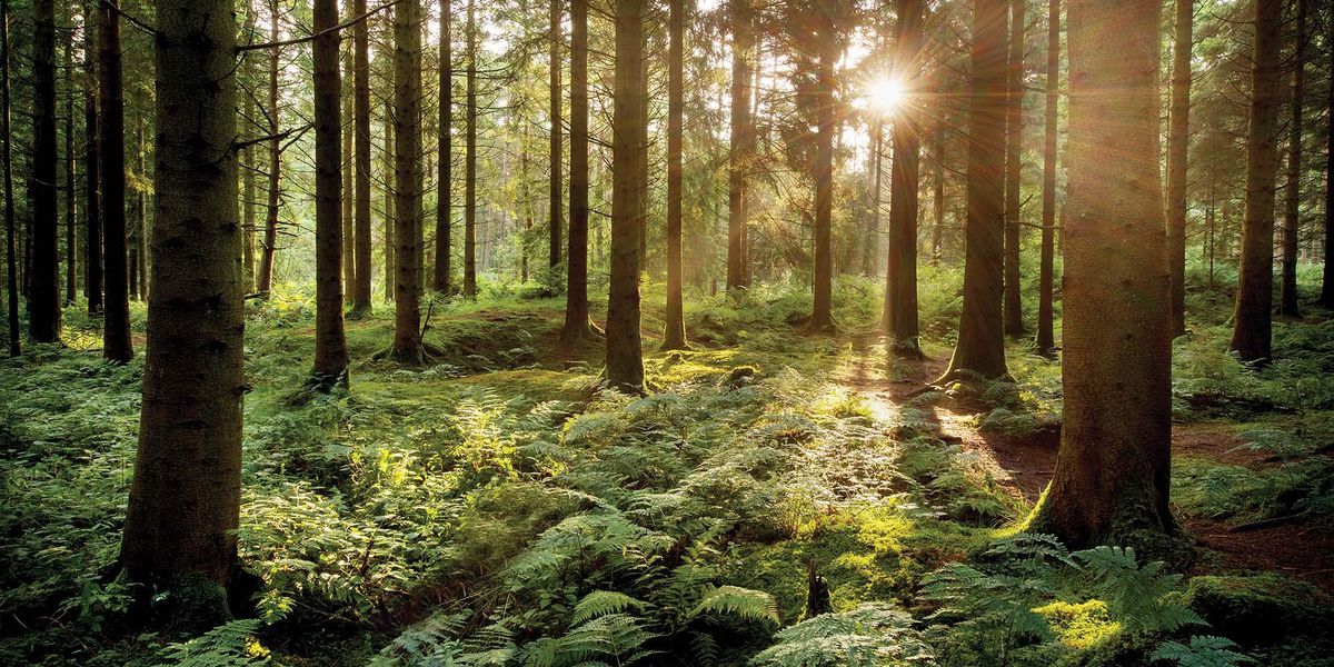 Tentree’s New Reforestation Program, Climate+ - Coveteur: Inside ...