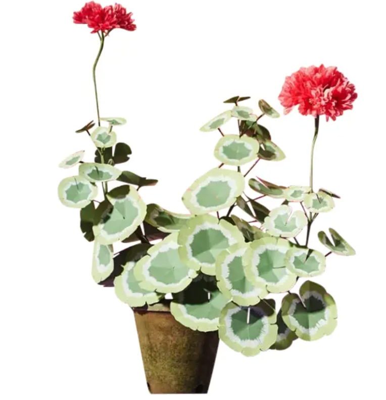 The Green Vase Geranium Plant