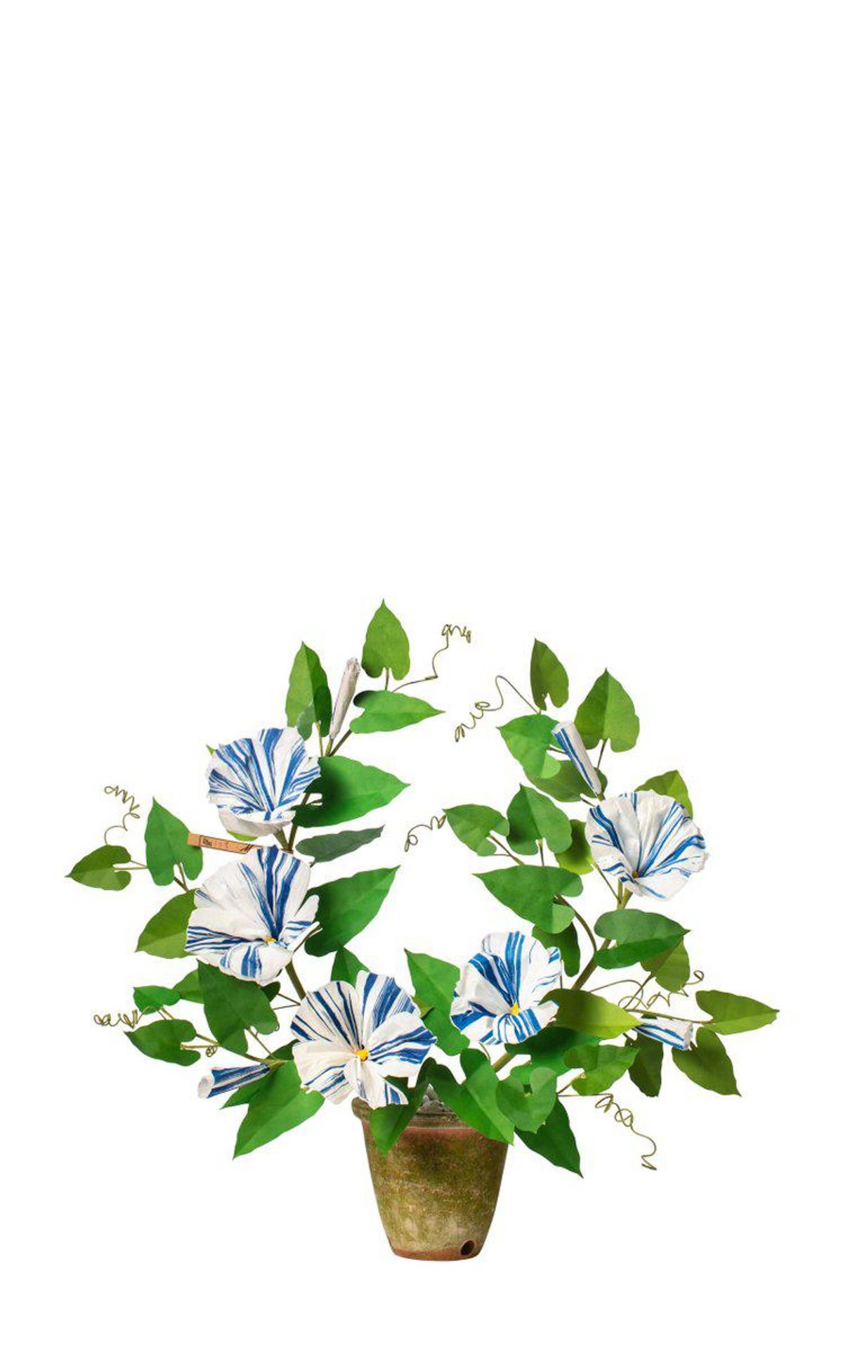 The Green Vase Morning Glory