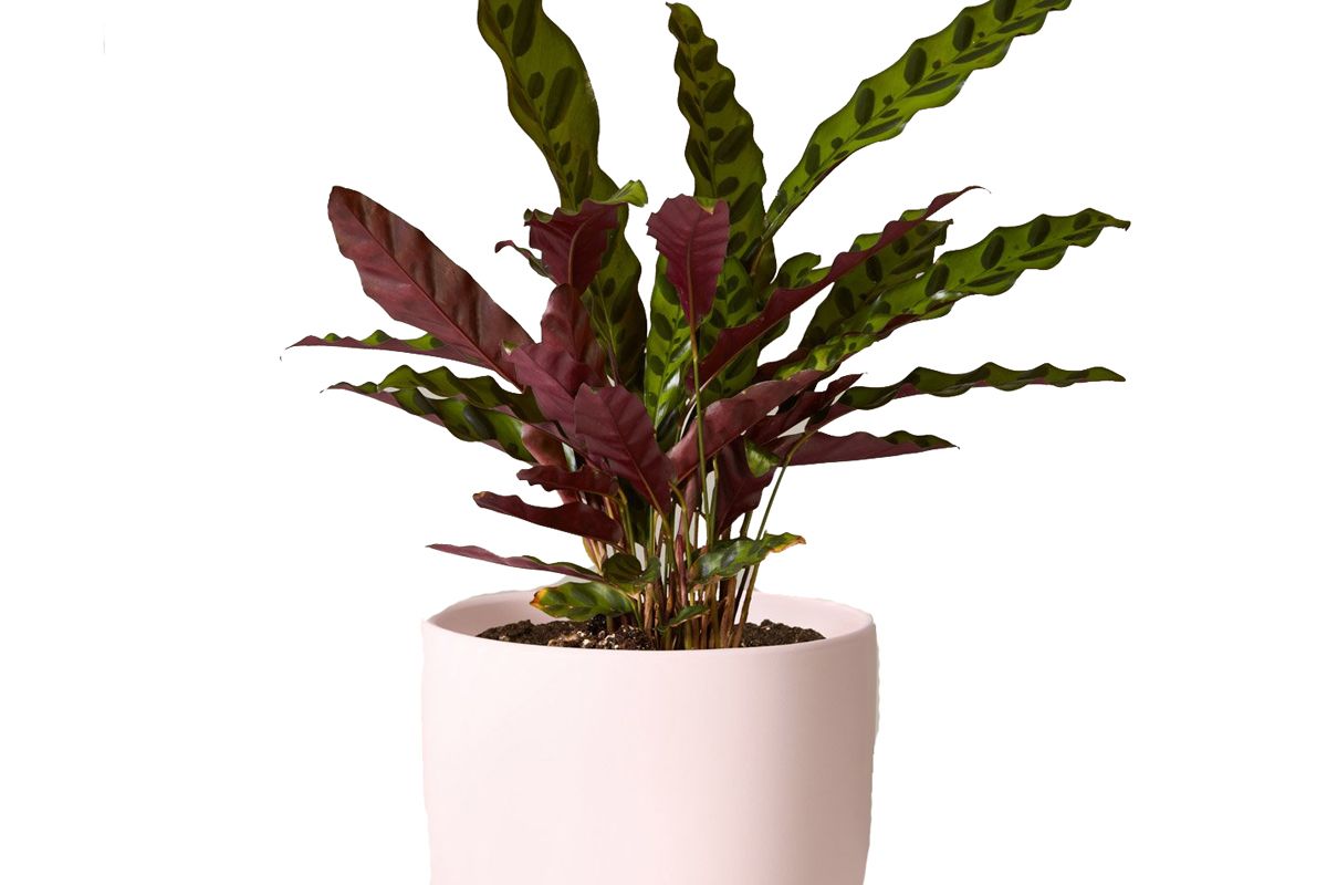 the sill calathea rattlesnake