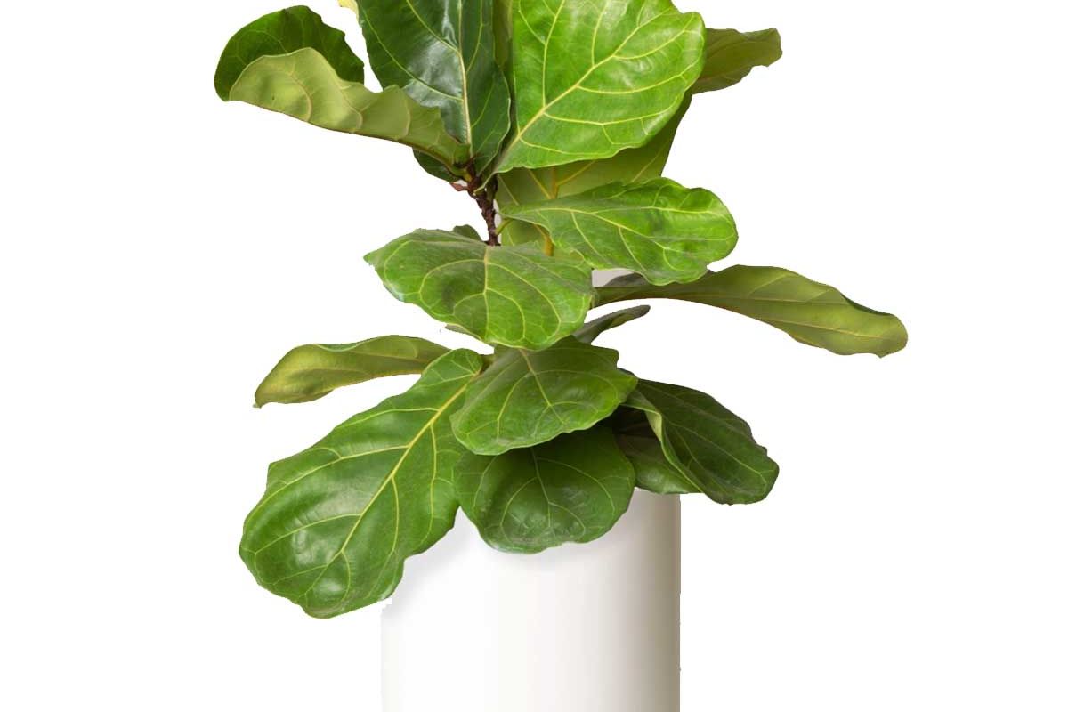 the sill large fiddle leaf fig bush